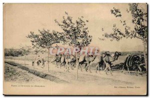 Tunisia Tunis Postcard Old Caravan of camels (camel)