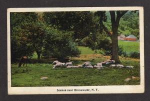 NY Sheep Pasture Farming BINNEWATER NEW YORK  Postcard