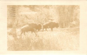 F83/ Laramie Wyoming Postcard RPPC c1940s Bison Buffalo