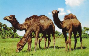 Dromedary Camels Roam at Unusual Africa USA a Top Florida Attraction