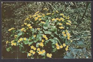 Marsh Marigold Flowers BIN
