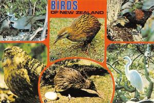 B95514 birds of new zealand