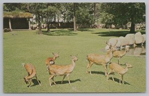Royal Oak Michigan~Formosan Deer~Race Of The Sika Deer~Vintage Postcard