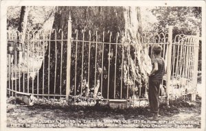 Florida Orlando Big Tree Oldest Cypress Tree In The U S Real Photo