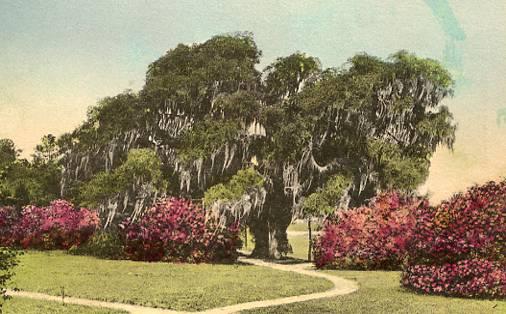 SC - Charleston, Middleton Place Gardens (Hand colored) Albertype
