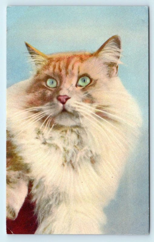 BEAUTIFUL FLUFFY CAT Orange & White - c1940s Edition Stehli  Swiss Postcard