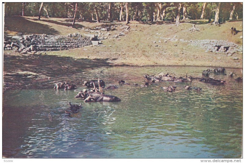 Water Buffalo bathing , Anuradhapura , Ceylon , 50-70s