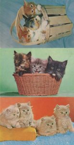 Groups Of Mischief Kittens Cats 3x Amazing Cute 1970s Postcard s
