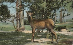 Yellowstone Park Wyoming WY Young Elk Northern Pacific Issue c1910 PC