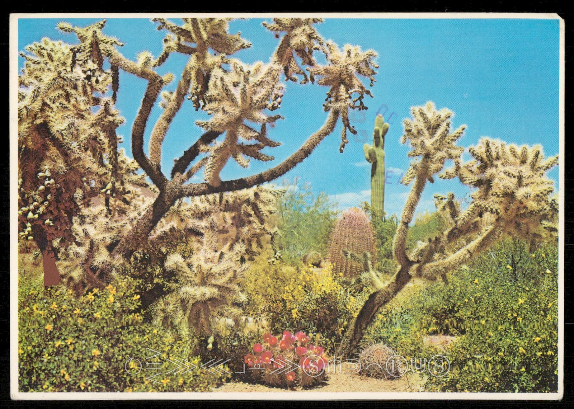 staghorn cholla