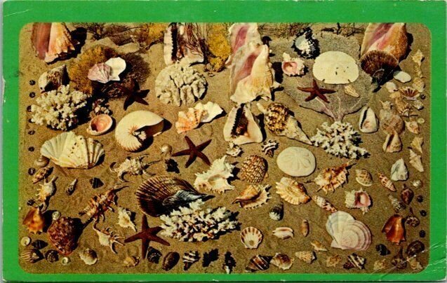 1966 Palm Beach Florida Sea Shells, Coral , and other Treasures Vintage Postcard