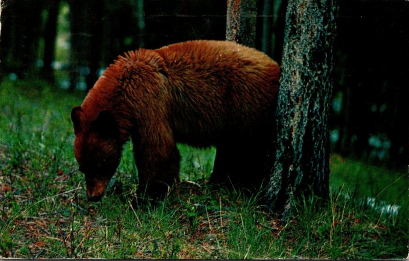 Maine Greetings From Princeton With Brown Bear 1960