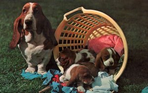 Dogs in a Basket BIN