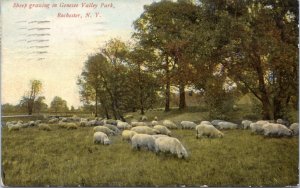 Postcard NY Rochester - Sheep grazing in Genesee Valley Park