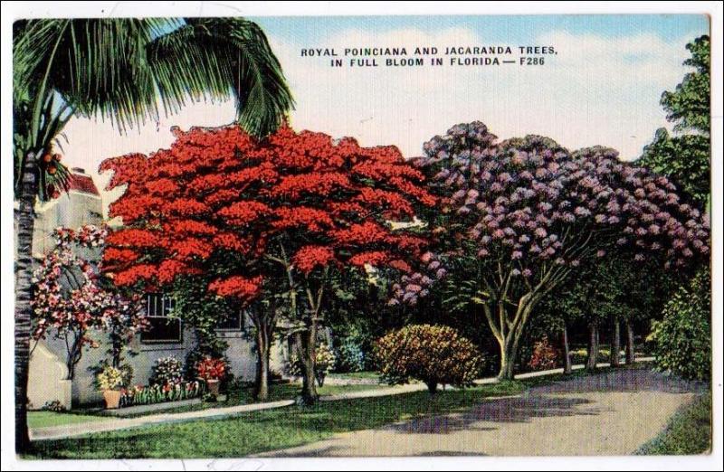 Royal Poinciana & Jacaranda Trees, Florida