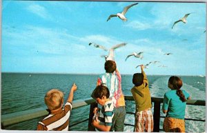 Postcard ANIMAL SCENE Nantucket Massachusetts MA AN7078