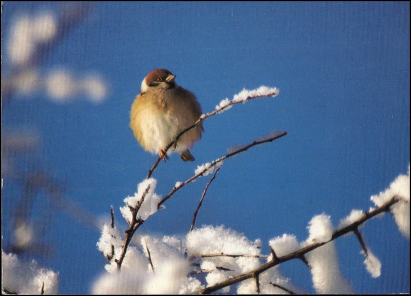 Sweden Post card - Bird (Pilfink - Eurasian tree sparrow), used