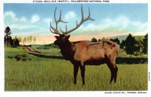 YELLOWSTONE NATIONAL PARK, MATTE SERIES