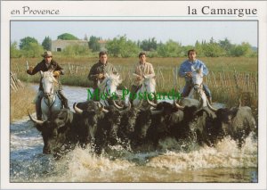 France Postcard - En Provence, La Camargue, Arles, Gardians Et Taureaux  RR15923