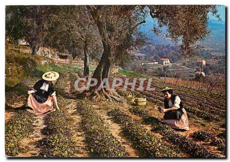 Postcard Modern Reflections of France French Riviera violets Picking has Tour...