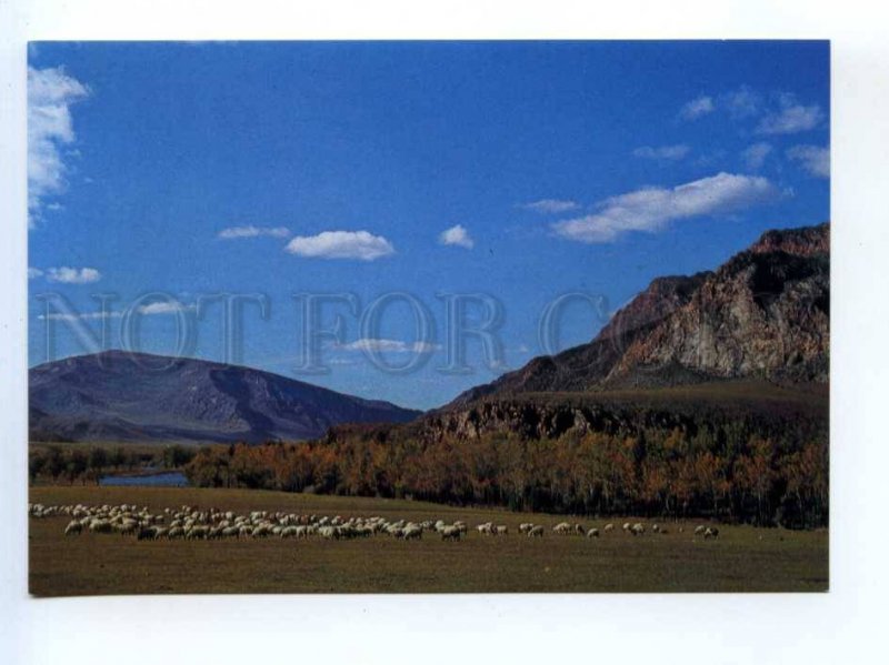 419481 MONGOLIA flock of sheep in grazing field Old postcard