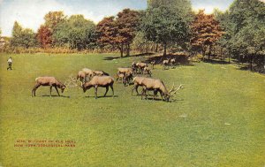 NY, New York Zoological Park  ELK HERD GRAZING ON GRASS  Zoo  c1910's Postcard