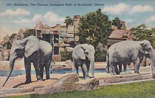 Elephants At The Chicago Zoological Park Brookfield Illinois Curteich 1947