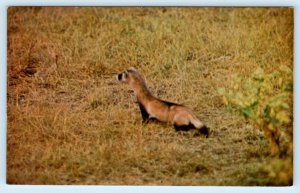 Western SOUTH DAKOTA, SD ~ Endangered Species BLACK FOOTED FERRET 1960s Postcard