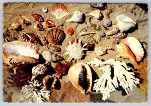 Shells From Myrtle Beach, South Carolina, Chrome POSTCARD