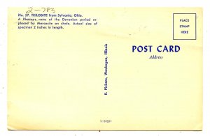 Trilobite from Sylvania, Ohio