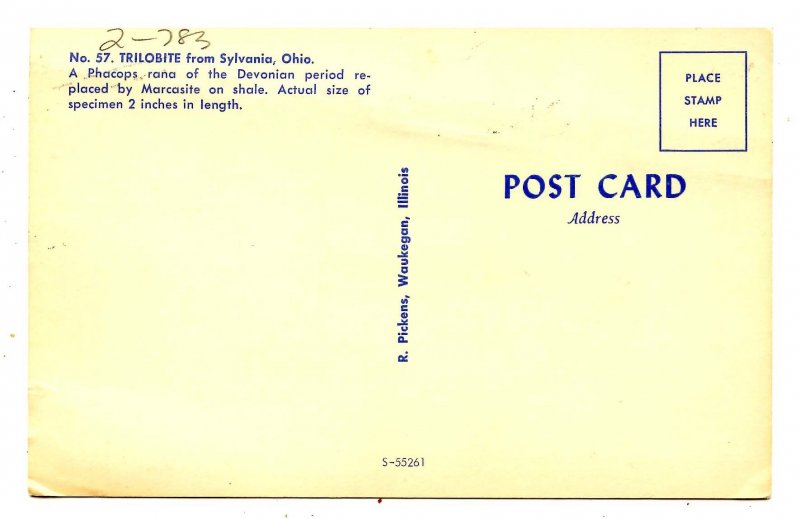 Trilobite from Sylvania, Ohio