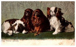 Dog ,  King Charles Spaniels