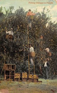 Picking oranges Florida, USA Florida Oranges 1909 