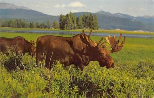 Bull Moose and Calf Grand Teton National Park, Wyoming, USA Unused 