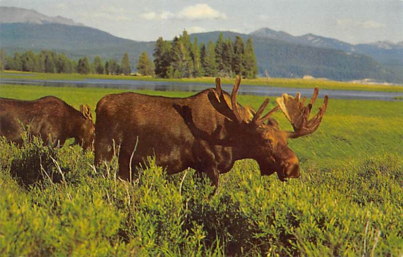 Bull Moose and Calf Grand Teton National Park, Wyoming, USA Unused 