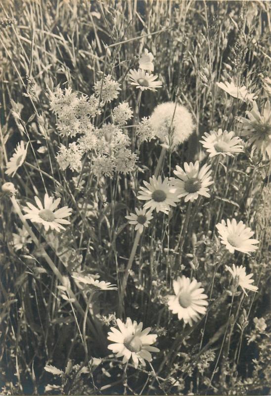 Common daisy flowers photo postcard Benedikt Rast Fribourg Marguerites Suisse