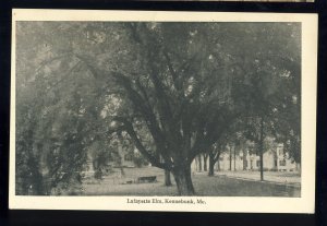 Kennebunk, Maine/ME Postcard, Lafayette Elm