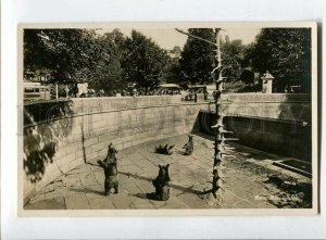 3138353 Switzerland BERN Berne Barengraben Bear Pit ZOO Vintage