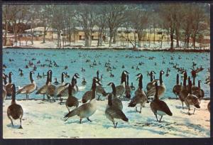 Geese,Rochester,MN BIN