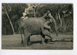 299676 CEYLON Elephant at work spear driver Vintage Plate postcard