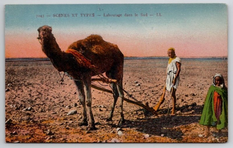 Camel Desert Scenes Et Types Labourage dana le Sud Postcard M30