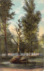 Detroit Michigan~Belle Isle Park-Raccoons in Tree~c1910 Postcard