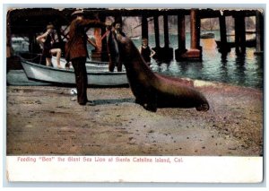 c1910 Feeding Ben Giant Sea Lion Beach Santa Catalina Island California Postcard