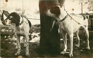 c1907 RPPC Postcard 2 German Shorthair Hunting Dogs on Chain Unknown US Location