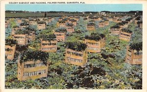 Celery Harvest and Packing, Palmer Farms Sarasota, Florida  