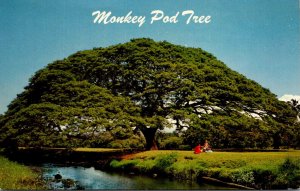 Hawaii Hawaiian Monkey Pod Tree 1968