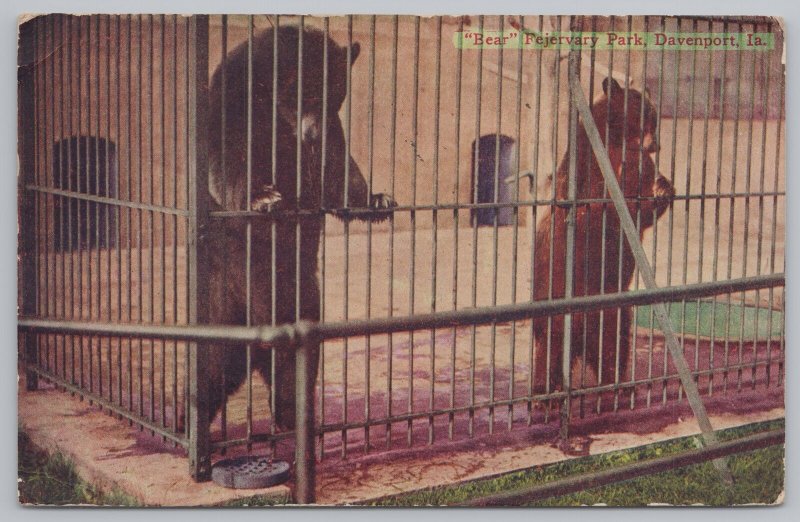 Animal~Bears In Fejervary Park Davenport Iowa~Vintage Postcard