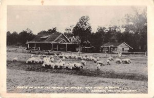 High River Alberta Canada Sheep Ranch of Prince of Wales Real Photo PC AA44403