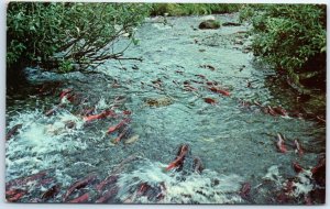 M-41458 Small portion of a stream where sockeyes are spawning Kodiak Island A...