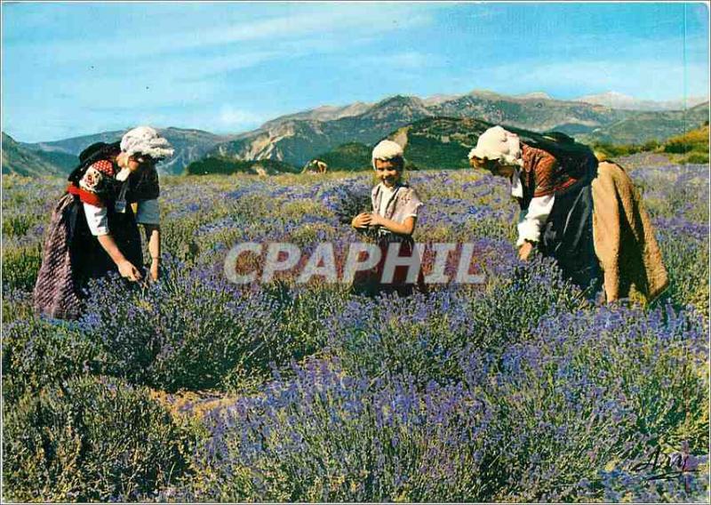 Postcard Modern Folklore Collection Provencal lavender